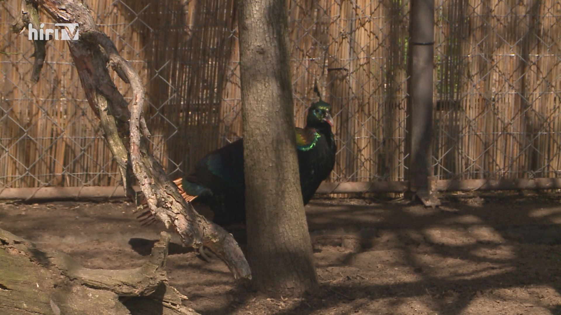 Fényfácánok érkeztek a debreceni állatkertbe