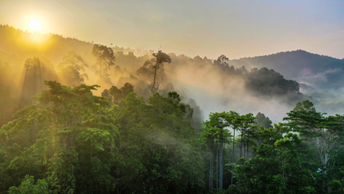 Az amazonasi esőerdő irtásának mértéke 17 százalékkal nőtt 2020-ban