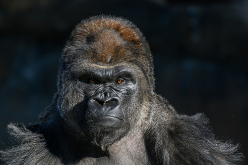 A gorillák kommunikációjának titkait tárta fel egy új kutatás