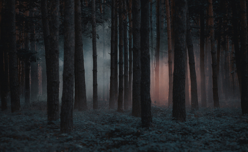 Rejtélyes haláleset: egy budapesti erdő szélén találtak rá az eltűnt férfira
