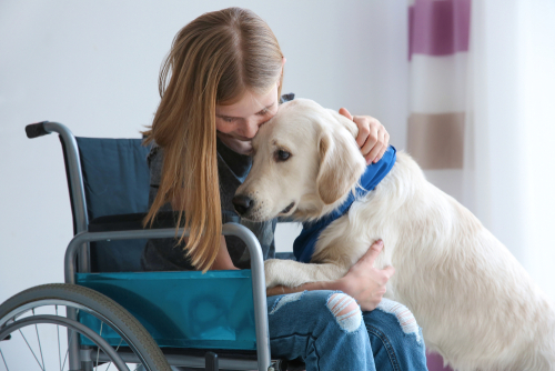 Segítő és terápiás kutyák kiképzését támogató pályázat indul