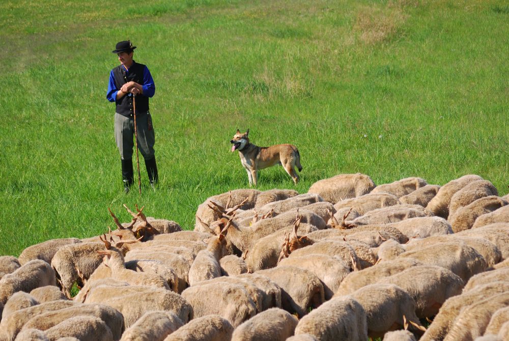 A pásztorok életéről és kapcsolatairól nyílik fotókiállítás