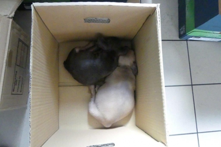 Állatkínzásért kell felelnie a kiskutyákat csempésző szerb férfinak 