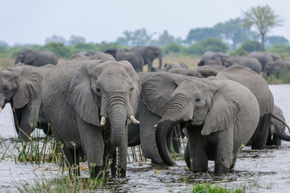 Elefántok tízezreit veszélyeztetik a tervezett kőolajfeltárások