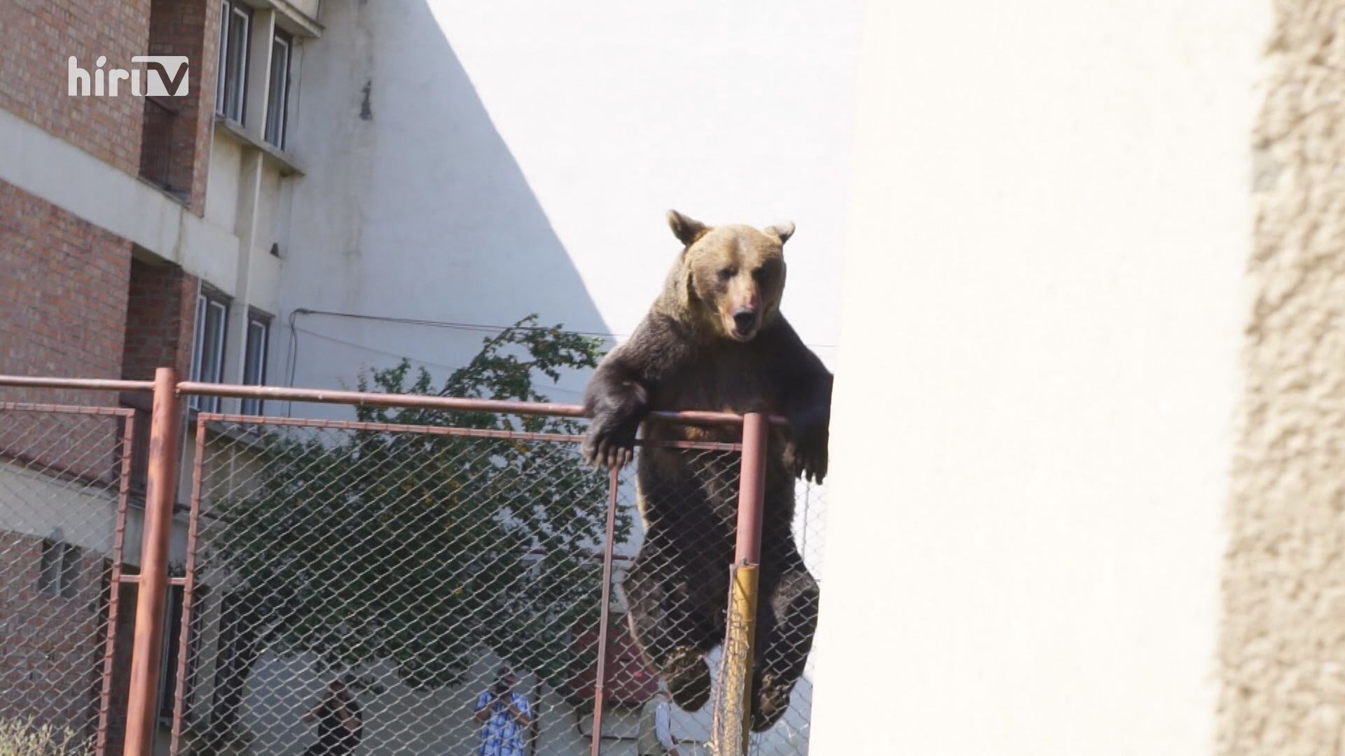 Egyre gyakoribbak a medvetámadások Romániában