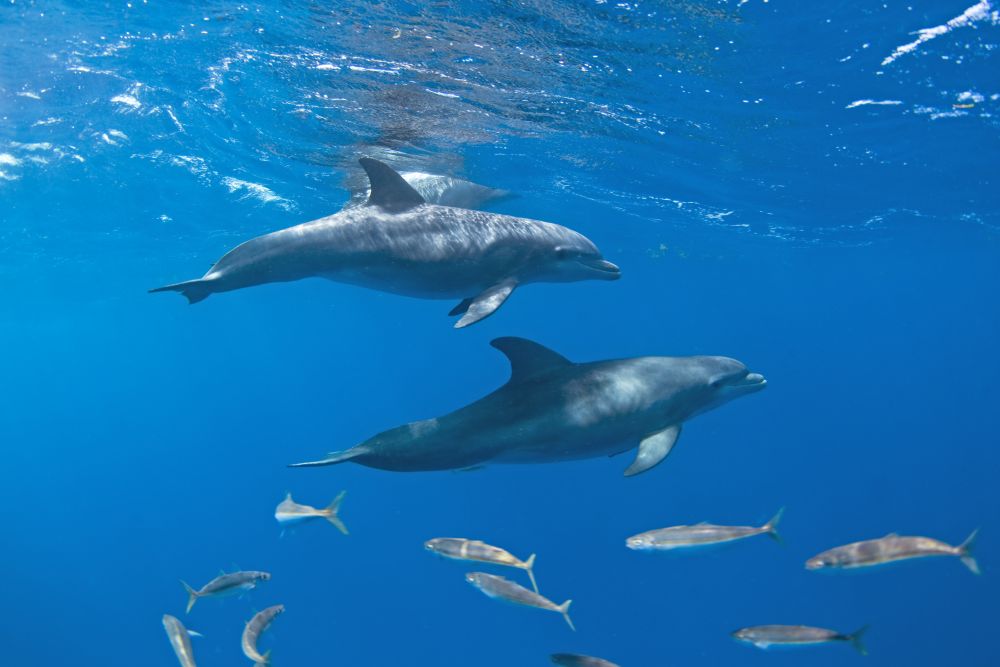 Jobban hallják egymást a tengeri állatok a járvány alatt elcsendesedett vizekben