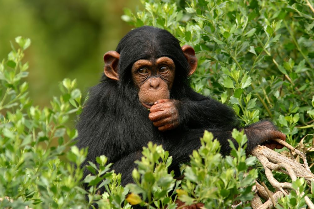 Hat mázsa mobiltelefon a csimpánzokért