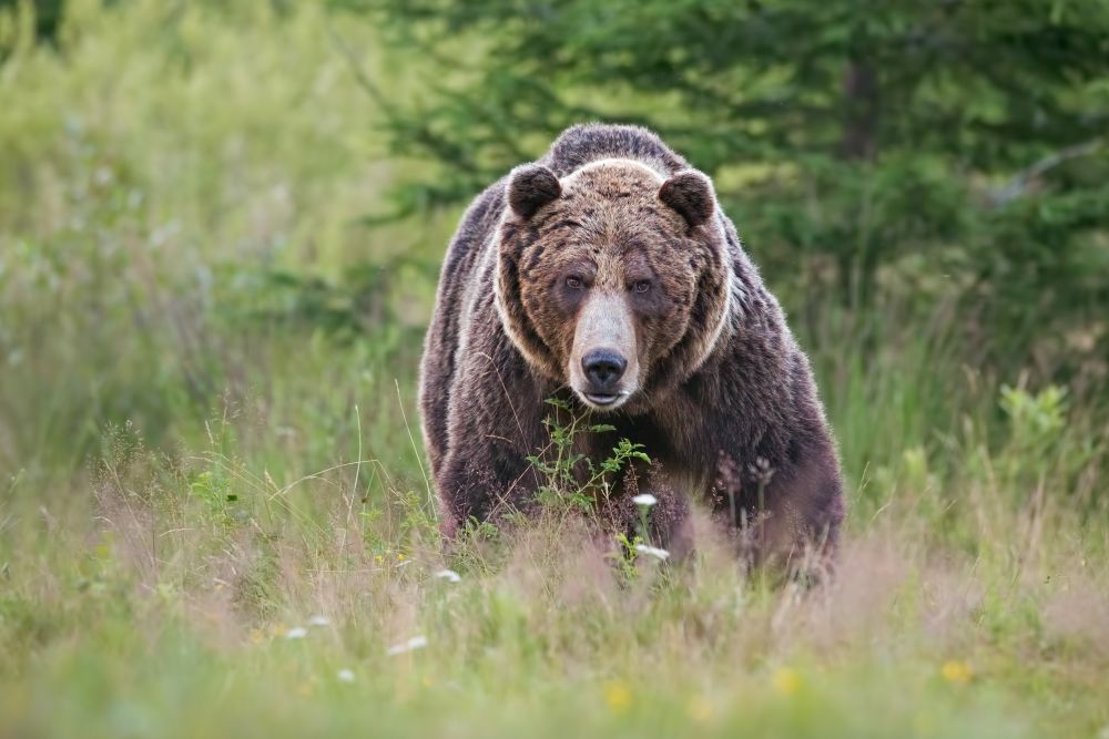 Továbbra sem lehet kilőni a medvéket Romániában