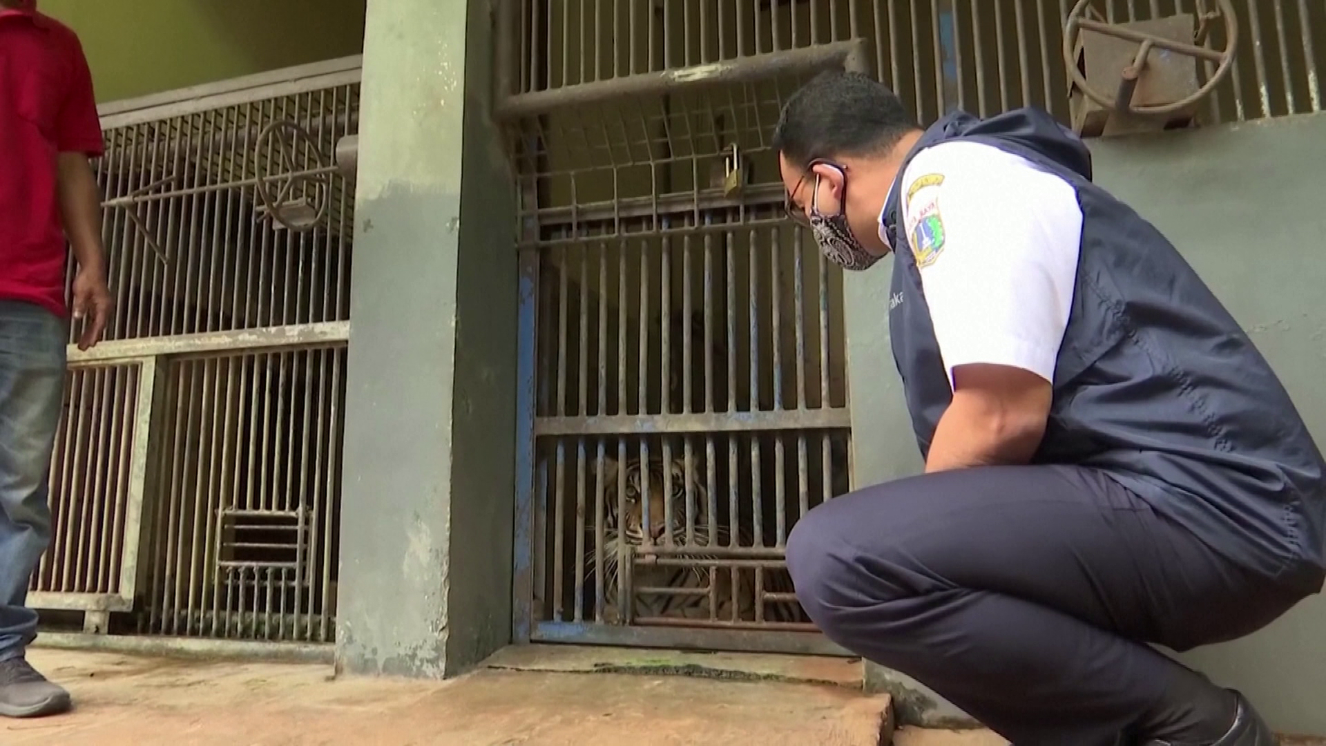 Kihalás fenyegette szumátrai tigrisek fertőződtek meg koronavírussal Indonéziában