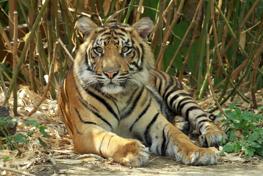 Borzalmas halált halt egy tigris és két kölyke
