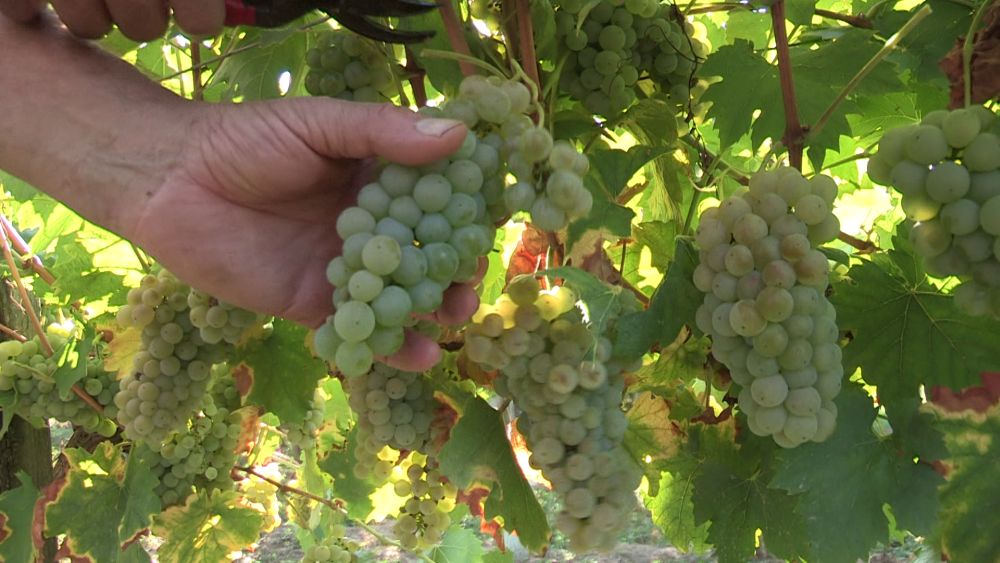 Jó minőségű borra számítanak idén a szőlősgazdák