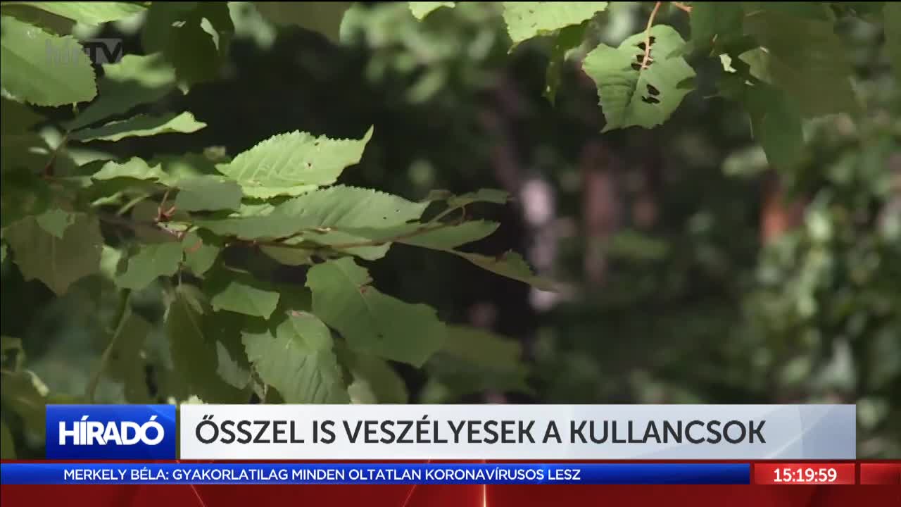 Ősszel is veszélyesek a kullancsok 