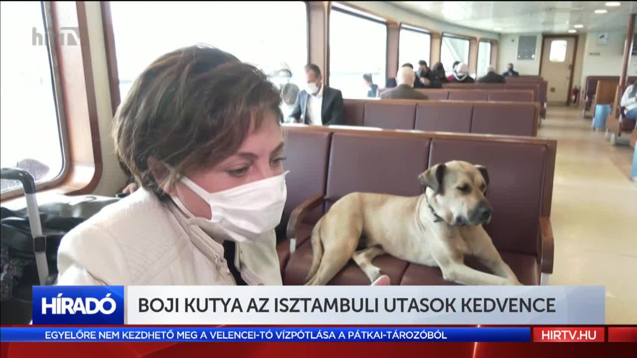 Boji kutya az isztambuli utasok kedvence