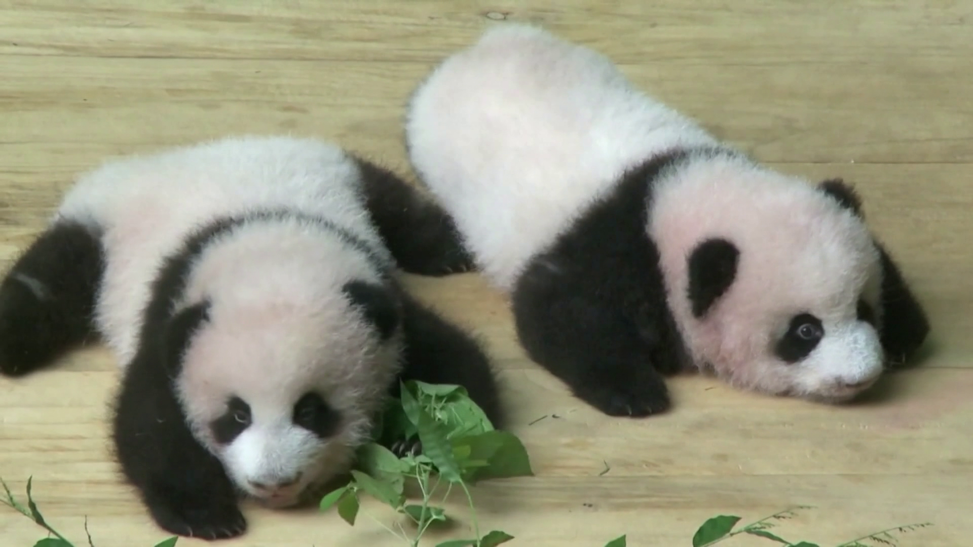 A vadonra készítik fel a pandákat Kínában 