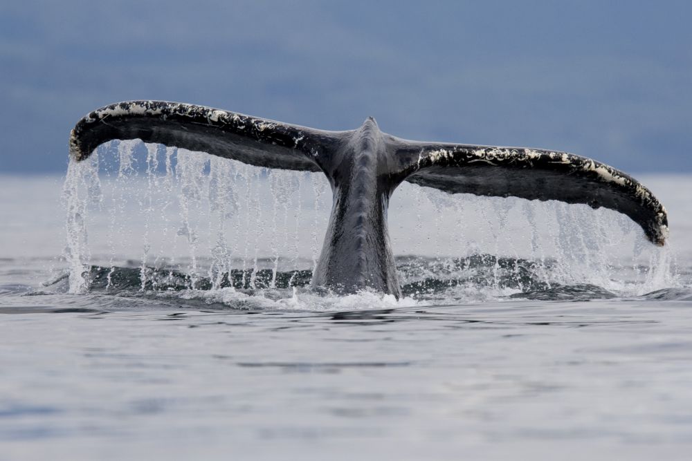 Szemétbe akadt hosszúszárnyú bálnát keresnek Hawaii partjainál