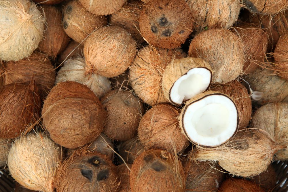 Folyékony kokainnal teli kókuszdiókat találtak Kolumbiában