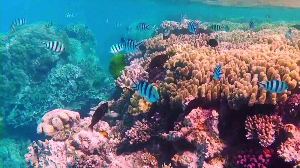 Kolosszális összegget nyújt Ausztrália a Nagy Korallzátony védelmére