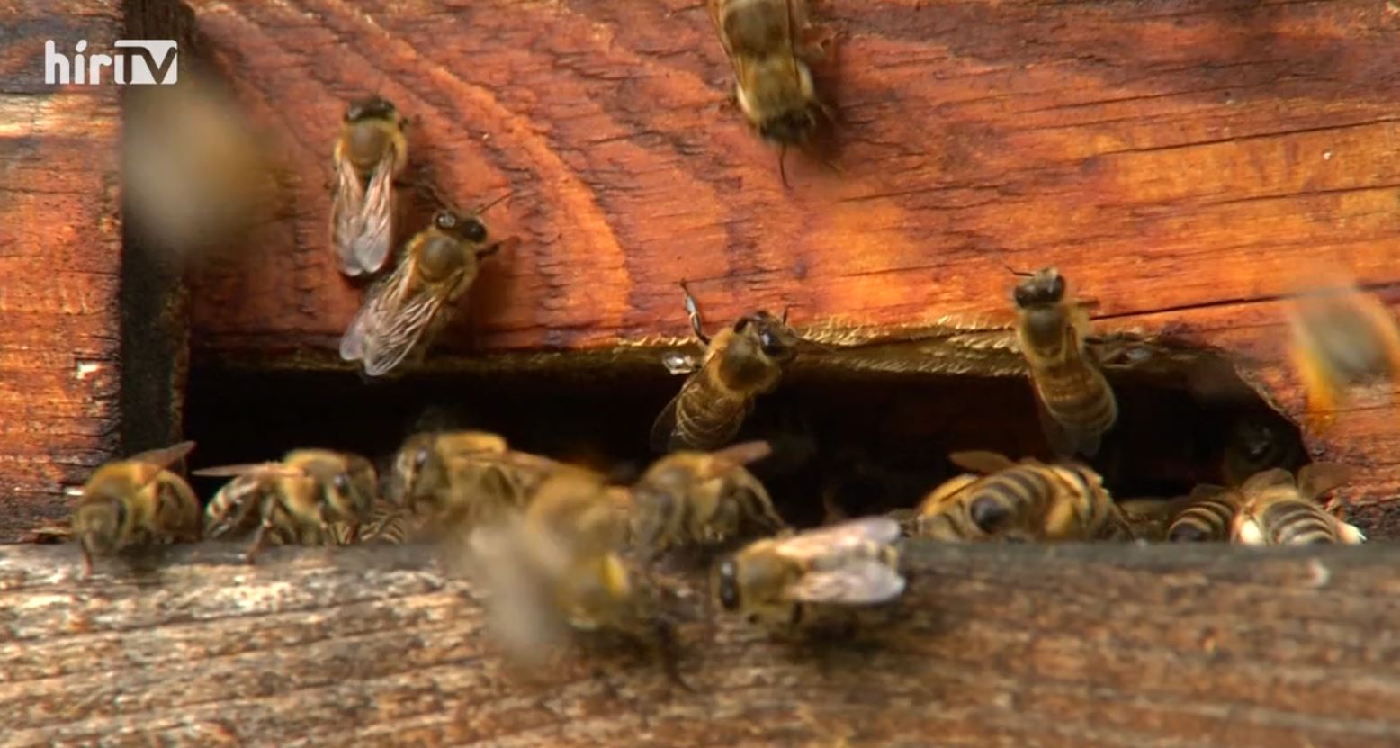 Soroló: Megosztotta a méhészeket a tavalyi év
