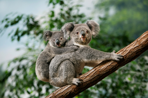 Veszélyeztetetté nyilvánították a koalát 
