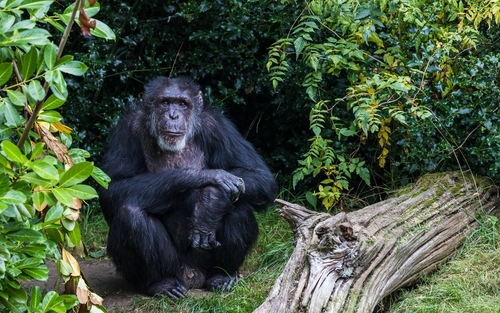 Elpusztult Európa legöregebb hím csimpánza egy német állatkertben 