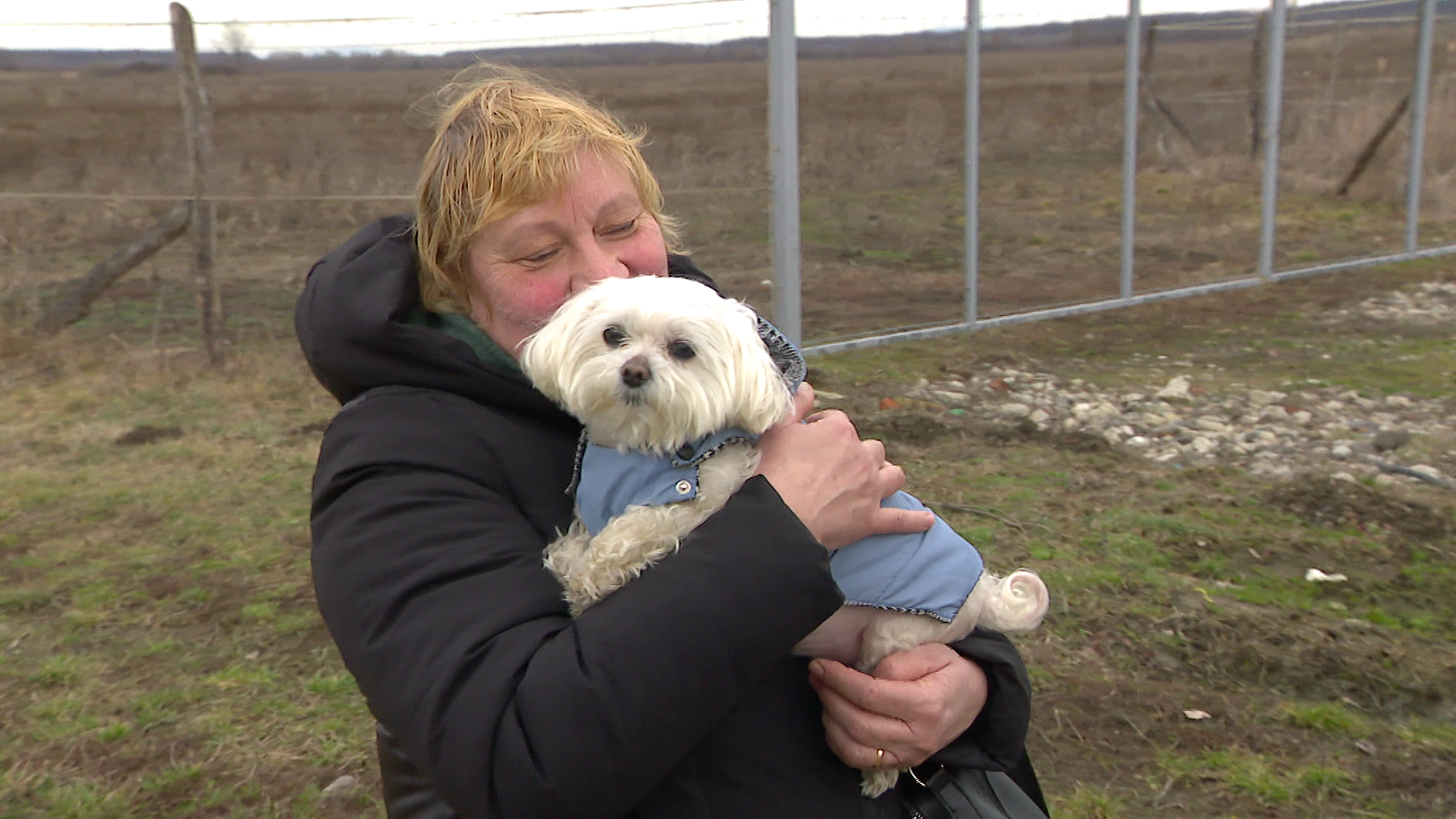 Ukrajnából menekült kutyákat oltanak Budapesten
