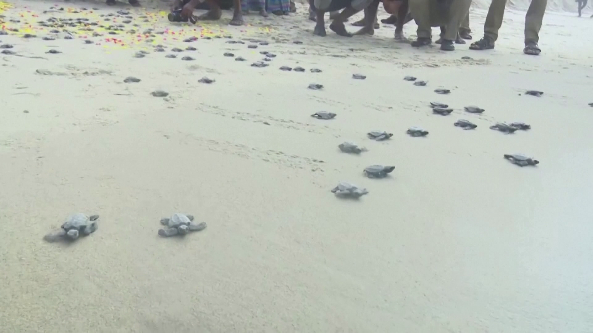 Visszaengedik a tengerbe a kis teknősöket 