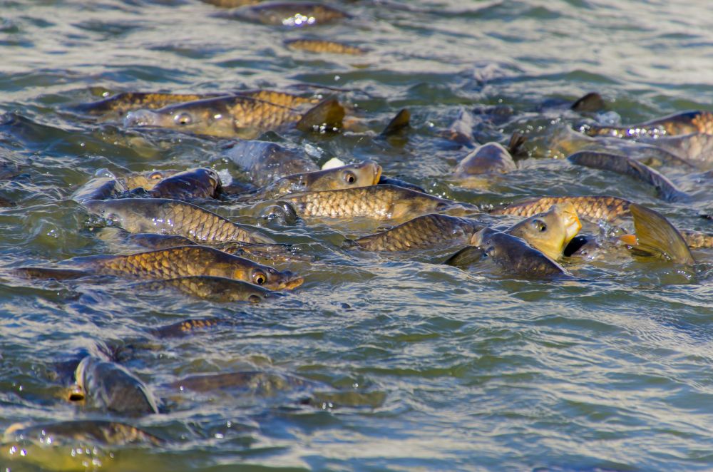 Gyarapodott a horgászható pontyok száma a Tiszán