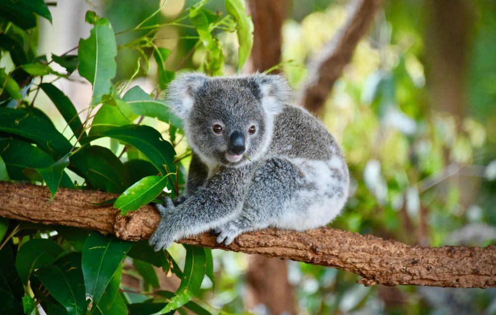 Erdős vidékeket vásárolt fel az állam Ausztráliában a koalák védelmében
