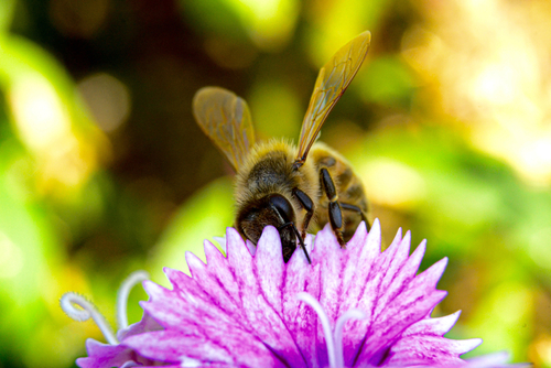 Nagy István: A méhcsaládok beporzási támogatása ezer forintra emelkedett