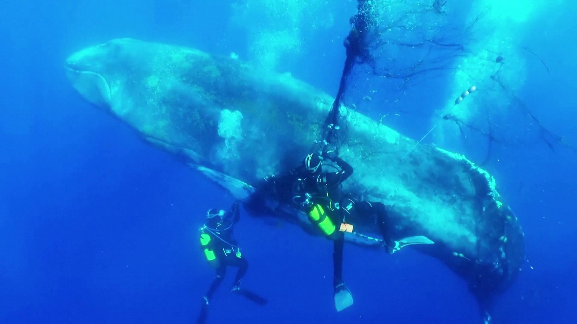 Hálóba gabalyodott bálnát mentettek spanyol búvárok