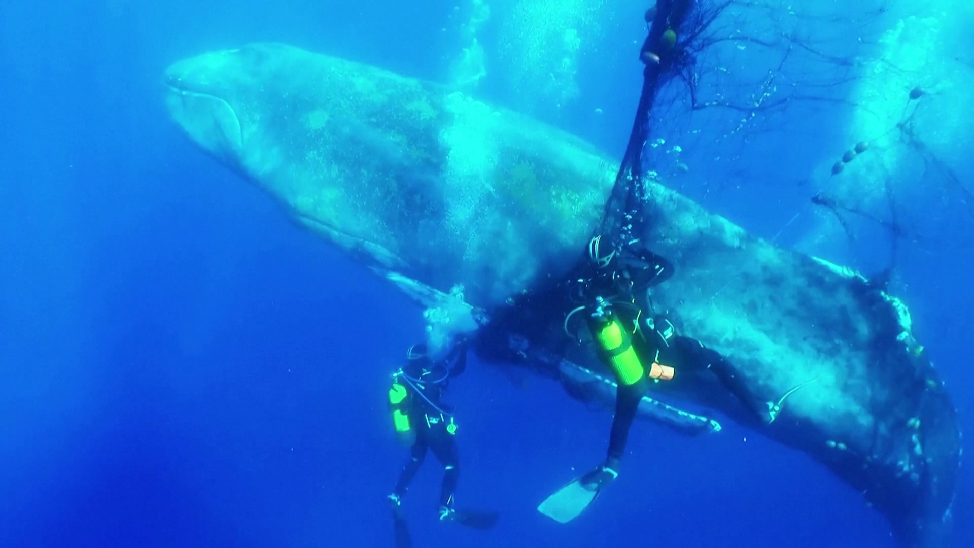Hálóba gabalyodott bálnát mentettek spanyol búvárok Mallorca partjainál