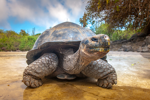 Több mint 100 éve kihaltnak hitt óriásteknőst találtak élve a Galápagos-szigeteken