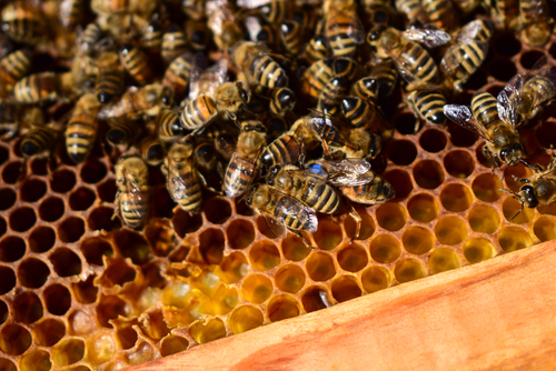 Tragédiába fulladt a munka: hiába küzdöttek a méhész életéért
