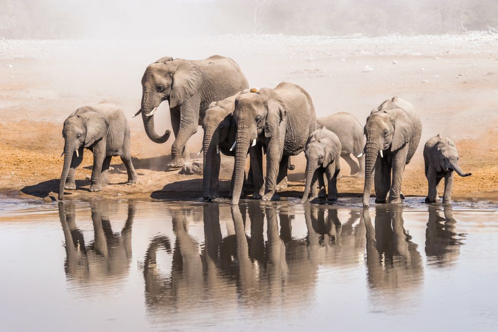 Állatvédők 250 elefántot költöztetnek át Malawin belül