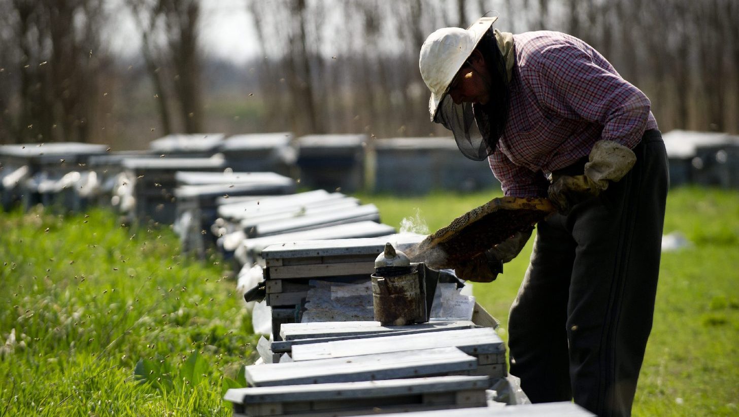 Agrárminiszter: Biztonságban kell tudni a méhcsaládokat és a méhészeket