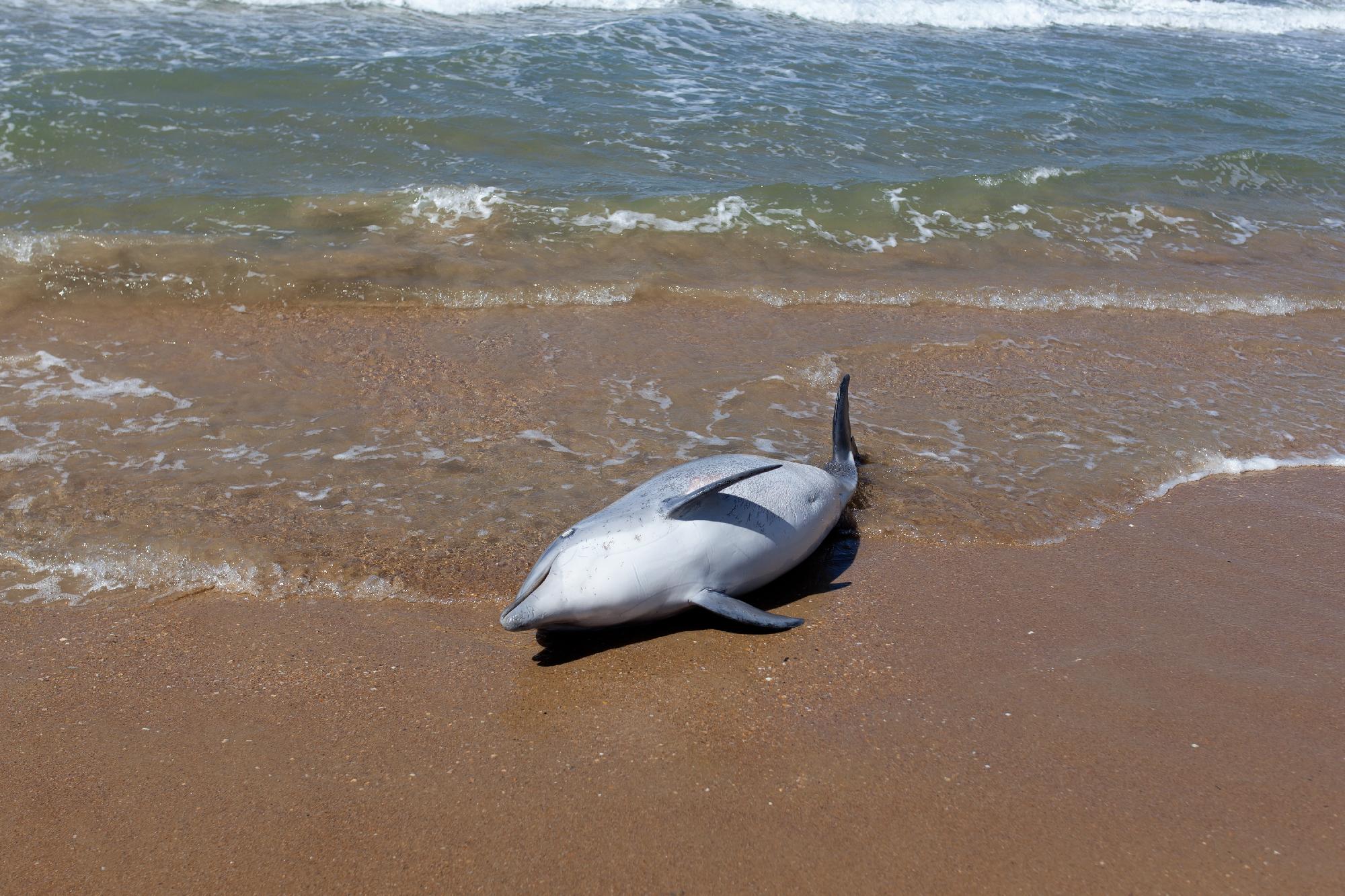 Delfinek ezrei pusztulhattak el a Fekete-tengerben a háború miatt