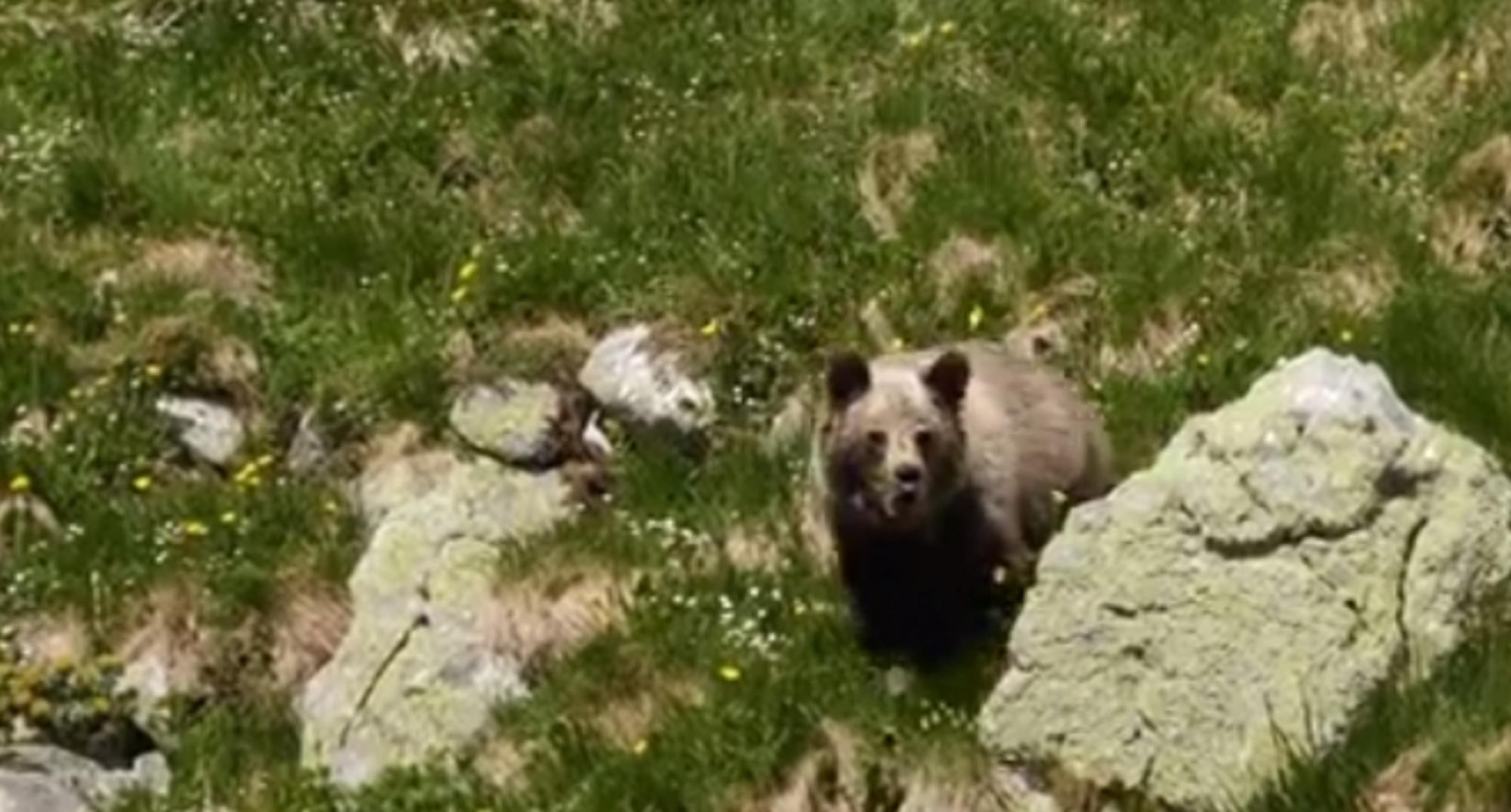 Videón, ahogy spray-vel fújnak le egy támadó medvét a Tátrában