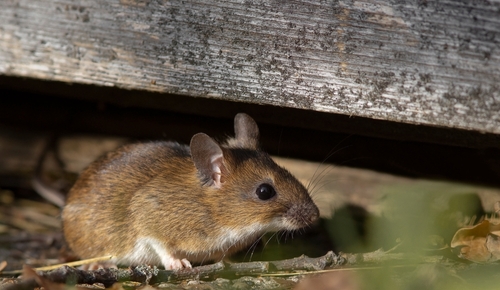 Először klónoztak egeret fagyasztva szárított bőrsejtekből