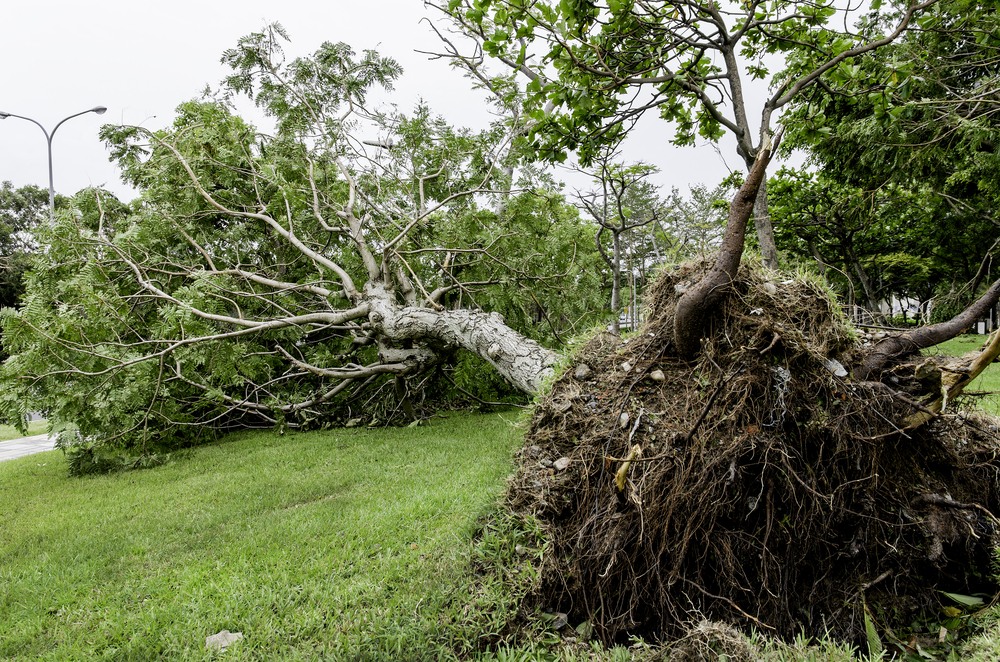 Borzalom: nyolcméteres fa dőlt egy férfire Hosszúpályiban, nem élte túl