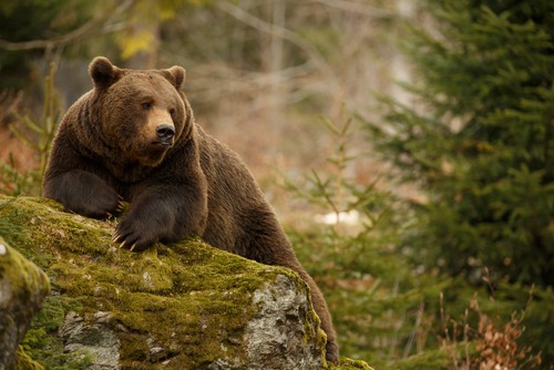Újabb medve tűnt fel Magyarországon: ezúttal Pest megyében láttak egy hatalmas állatot