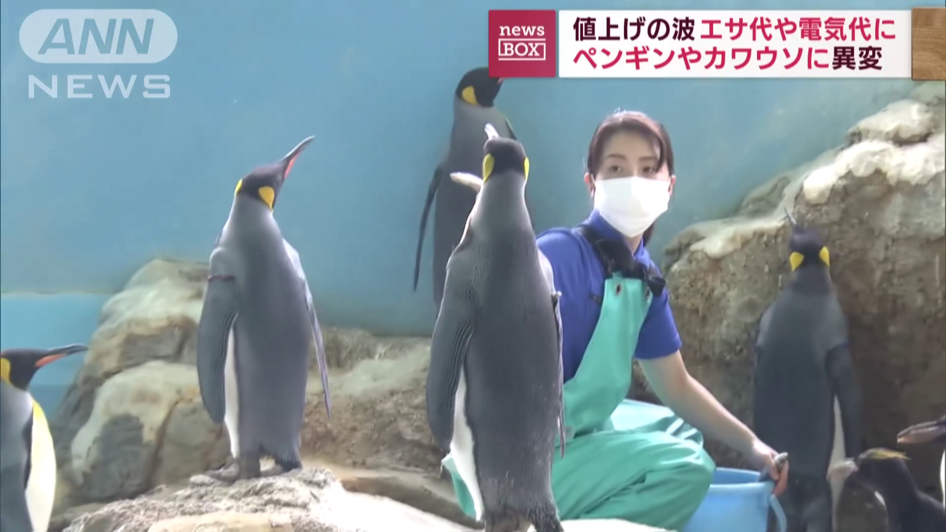Besokalltak egy Japán állatkert pingvinjei 