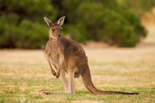 Újabb állat kóricált az utcákon: Elkóborolt kengurut fogtak be csepeli rendőrök az éjjel