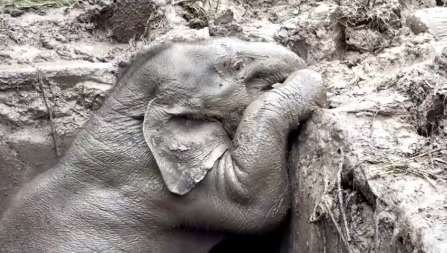 Gödörbe esett elefántot és kicsinyét mentették ki Thaiföldön + videó