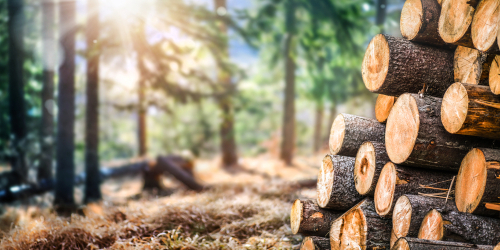 Energiaigényes anyagokat helyettesíthet a fa egy uniós jelentés szerint