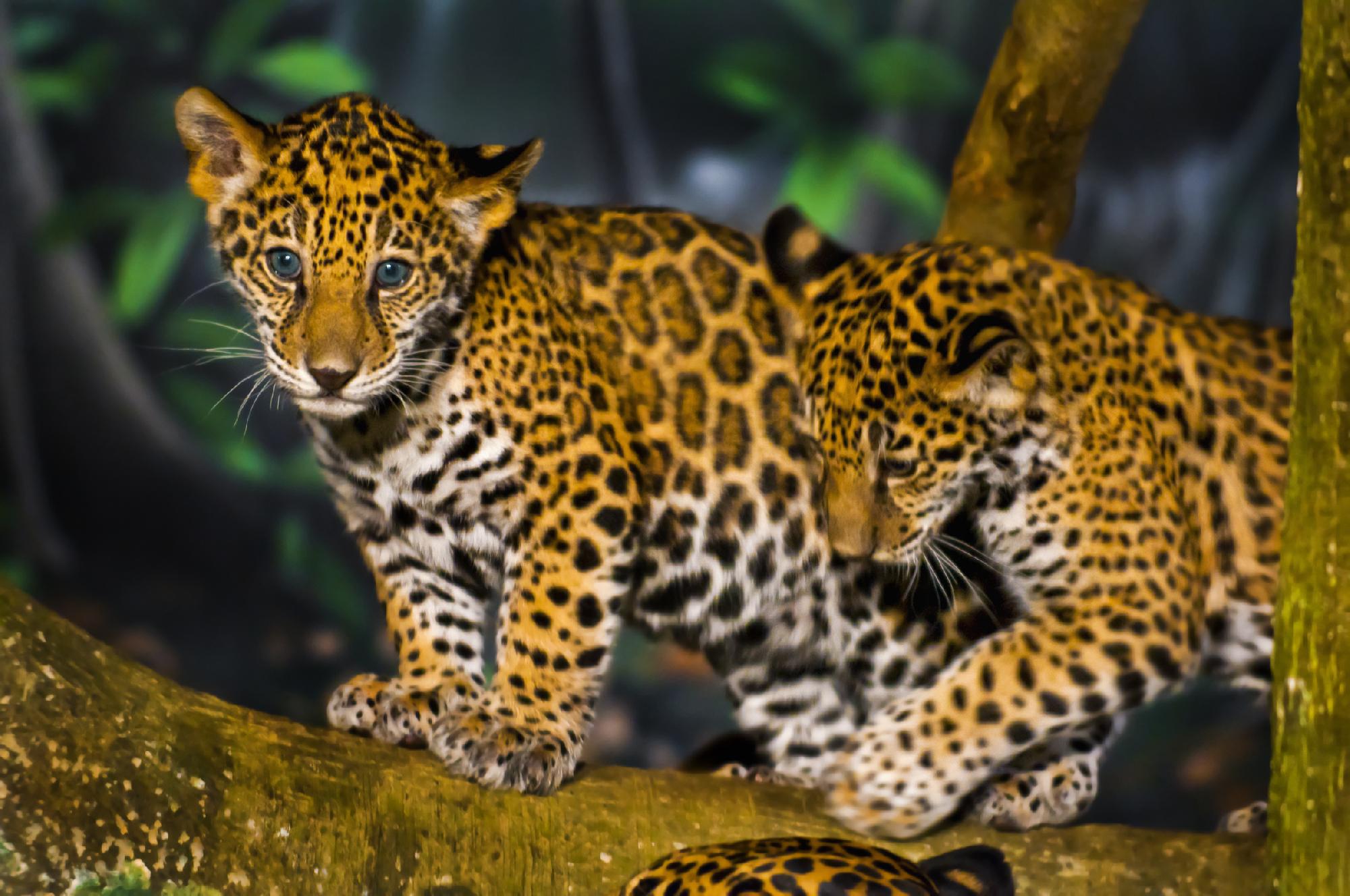 Első ízben születtek utódai vadonba visszatelepített jaguároknak Argentínában