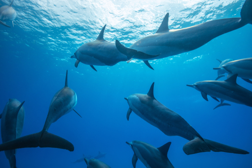 Delfinek mentettek meg egy férfit a cápatámadástól – videó