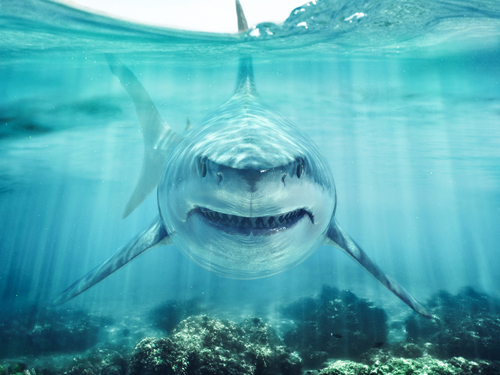 Ha megtalálnám azt a cápát, megölelném – cápatámadásnak köszönheti életét a családapa
