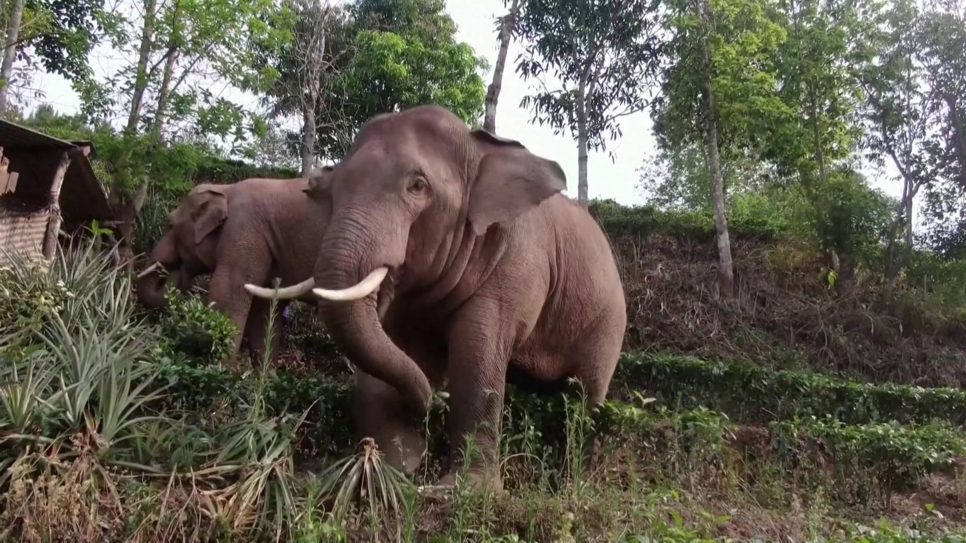 Elefántmenzákat építenek Kínában