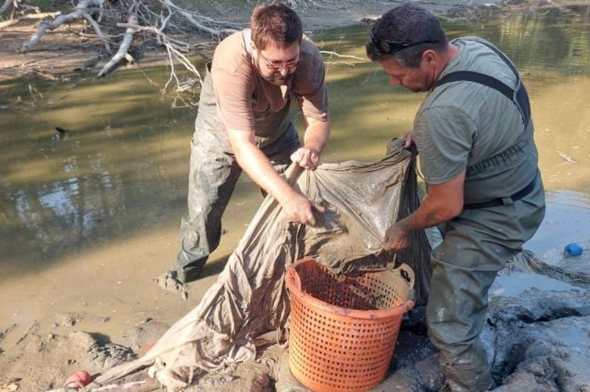 Duna menti „pocsolyából” szabadítottak ki ott rekedt halakat