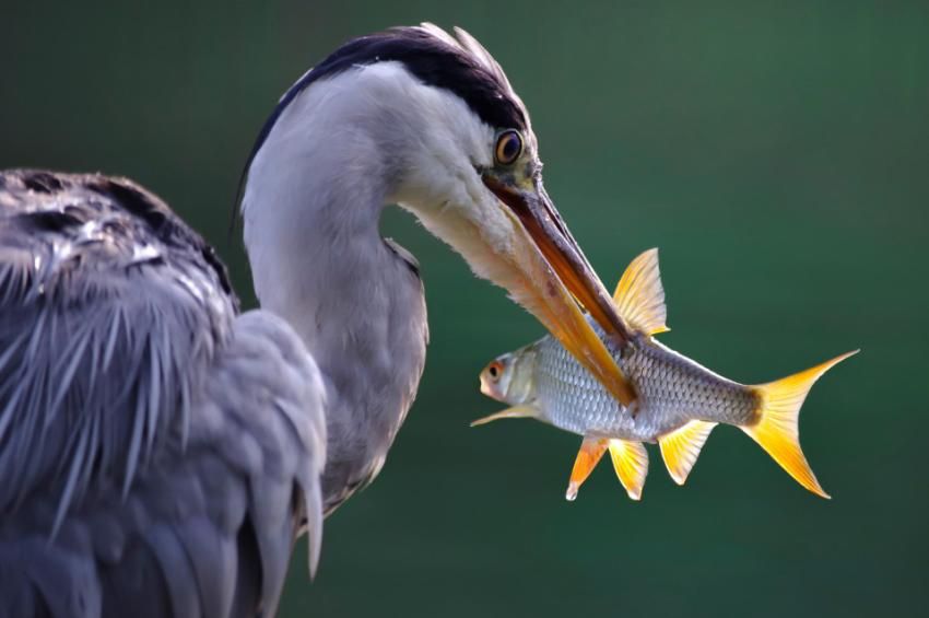 Komoly veszteséget okoznak a madarak a Tisza-tó ivadékállományában